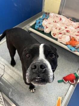 Pit Bull Terrier Dogs Available for Adoption - Bane | PetCurious