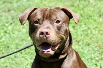 CHOCOLA -  Mixed Breed Dog for Adoption in Brazil, Indiana - CHOCOLA | PetCurious