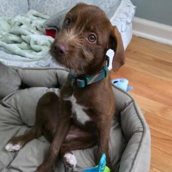 Sawyer -  Chocolate Labrador Retriever and Boykin Spaniel Dog for Adoption in Mount Prospect, Illinois - Sawyer | PetCurious