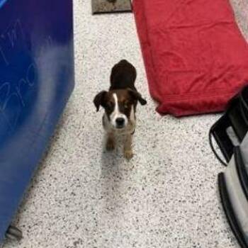 Cattle Dog Dogs Available for Adoption - LaTavia Roberson | PetCurious