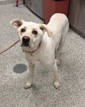 Sassafras -  Mixed Breed Dog for Adoption in Kansas City, Missouri - Sassafras | PetCurious