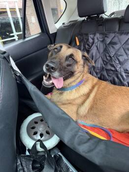 Fredo located in NY -  Belgian Shepherd Malinois Dog for Adoption in Imlay City, Michigan - Fredo Located In NY | PetCurious