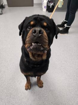 Rowdy Rotty Piper -  Rottweiler Dog for Adoption in Wellington, Kansas - Rowdy Rotty Piper | PetCurious