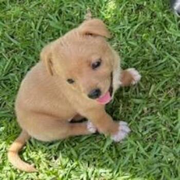 Gold Dust -  Mixed Breed Dog for Adoption in Tupelo, Mississippi - Gold Dust | PetCurious