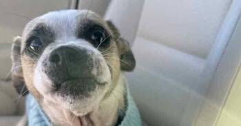 Toby -  Chihuahua and Pug Dog for Adoption in Newnan, Georgia - Toby | PetCurious