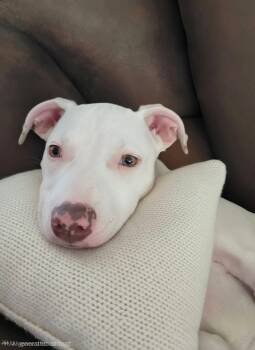 Coconut -  American Staffordshire Terrier Dog for Adoption in Mooresville, North Carolina - Coconut | PetCurious