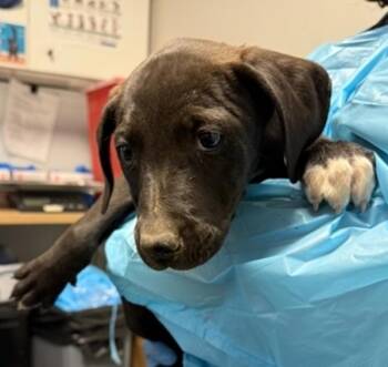 Pit Bull Terrier Dogs Available for Adoption in Vancouver, Washington - Spider Gwen | PetCurious