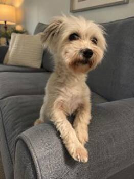 Tommy -  Maltese Dog for Adoption in Tifton, Georgia - Tommy | PetCurious