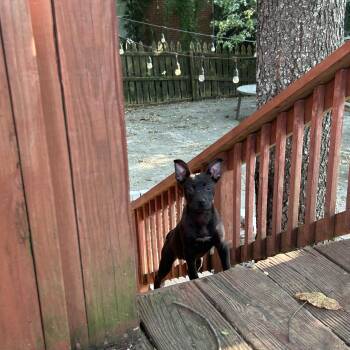 Rescue Boston Terrier Dogs for Adoption in Spring Hill, Tennessee - Chico | PetCurious