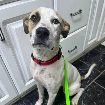 Pickles -  Terrier and Mixed Breed Dog for Adoption in Merritt Island, Florida - Pickles | PetCurious