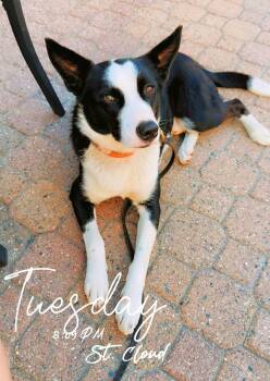 Burt -  Australian Cattle Dog Blue Heeler Dog for Adoption in Minnetrista, Minnesota - Burt | PetCurious