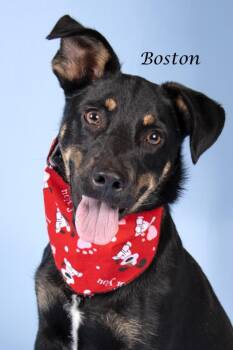 Boston -  Shepherd Dog for Adoption in Gilbert, Arizona - Boston | PetCurious