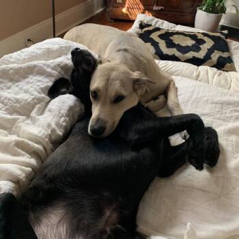 Cece -  Shepherd and Mixed Breed Dog for Adoption in Abbotsford, British Columbia - Cece | PetCurious