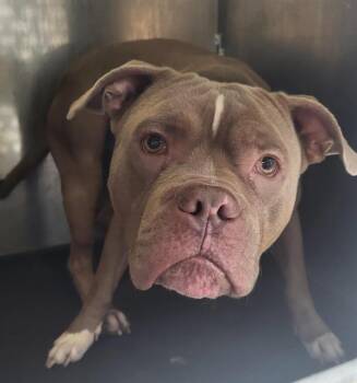 A821848 -  American Staffordshire Terrier Dog for Adoption in San Antonio, Texas - A821848 | PetCurious