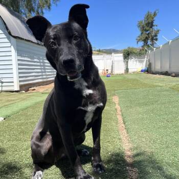 Shepherd and Pit Bull Terrier Dogs Available for Adoption in Agua Dulce, California - Joya | PetCurious