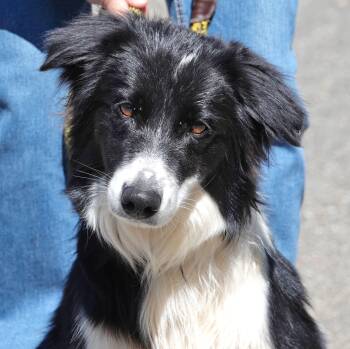 Border Collie Dogs Available for Adoption in Millfield, Ohio - Ace | PetCurious