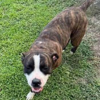 Nora -  Boxer and Pit Bull Terrier Dog for Adoption in Tonasket, Washington - Nora | PetCurious