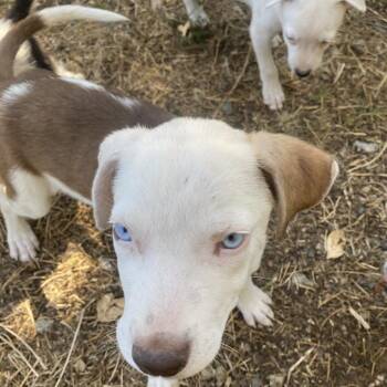 American Staffordshire Terrier and Terrier Dogs Available for Adoption in Escondido, California - Libby | PetCurious