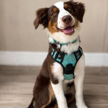 Rusty -  Australian Shepherd Dog for Adoption in Brockport, New York - Rusty | PetCurious