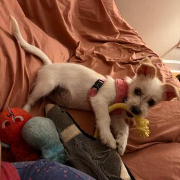 Elsa -  Terrier Dog for Adoption in Raleigh, North Carolina - Elsa | PetCurious