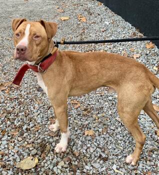Rescue Mixed Breed Dogs for Adoption in Mckeesport, Pennsylvania - Fletcher | PetCurious