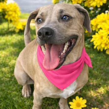 Bibi -  Labrador Retriever and German Shepherd Dog Dog for Adoption in Lucas, Texas - Bibi | PetCurious