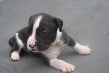 Clover-Mama Petunias Litter -  Pit Bull Terrier Dog for Adoption in Carmel Hamlet, New York - Clover-Mama Petunias Litter | PetCurious