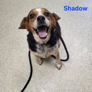 Rescue Beagle Dogs for Adoption in Windsor, Virginia - Shadow | PetCurious
