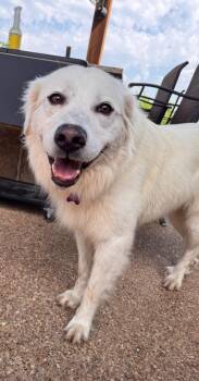 Dixie -  Great Pyrenees Dog for Adoption in Fort Worth, Texas - Dixie | PetCurious
