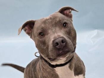 Capone -  Pit Bull Terrier and Mixed Breed Dog for Adoption in Golden Valley, Minnesota - Capone | PetCurious