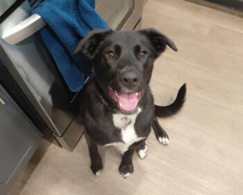Onyx - smart and sweet -  Black Labrador Retriever and Border Collie Dog for Adoption in Boulder, Colorado - Onyx - Smart And Sweet | PetCurious