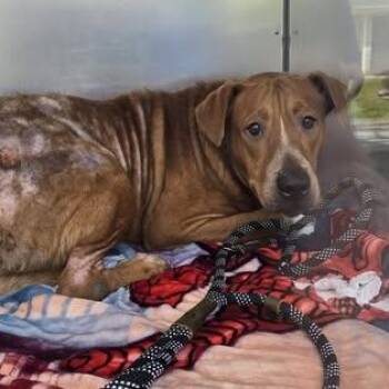 Pit Bull Terrier and Mixed Breed Dogs Available for Adoption in Bristol, Indiana - Brisket | PetCurious