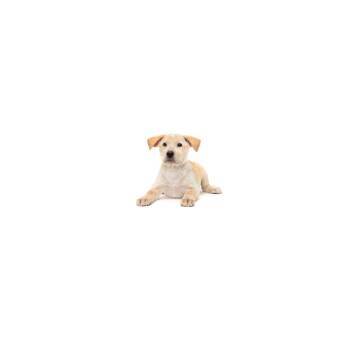 Bell Pupper -  Mixed Breed and None Dog for Adoption in Los Angeles, California - Bell Pupper | PetCurious