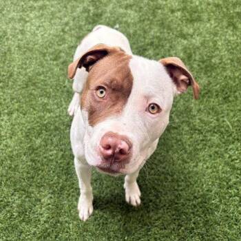 Augie -  Pit Bull Terrier Dog for Adoption in Burlingame, California - Augie | PetCurious
