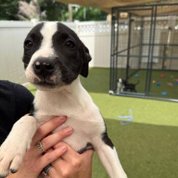Phillip -  Mixed Breed Dog for Adoption in Titusville, Florida - Phillip | PetCurious