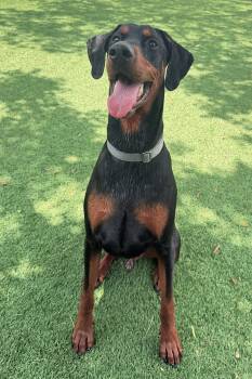 Preston 3582 -  Doberman Pinscher Dog for Adoption in Oakland Park, Florida - Preston 3582 | PetCurious