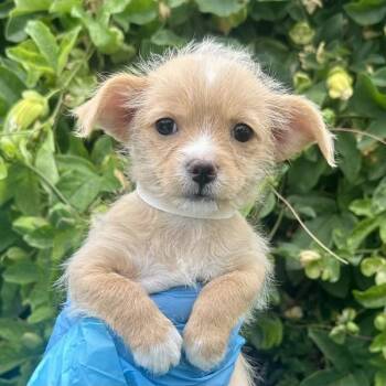 Gelato -  Miniature Poodle and Chihuahua Dog for Adoption in Walnut Creek, California - Gelato | PetCurious