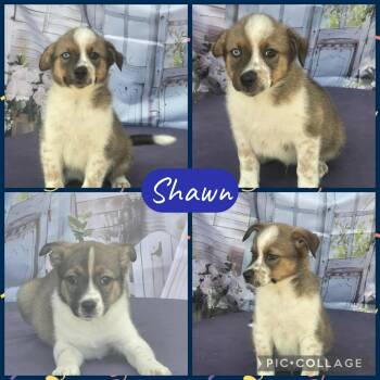 Rescue Border Collie Dogs for Adoption in Tylertown, Mississippi - Shawn | PetCurious