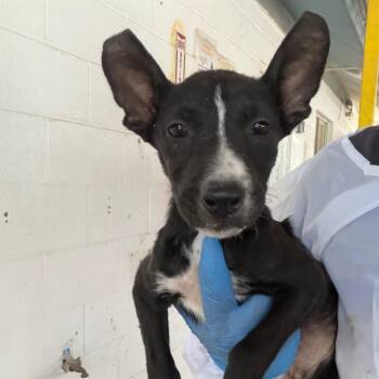 Clefa -  Pit Bull Terrier Dog for Adoption in Edinburg, Texas - Clefa | PetCurious