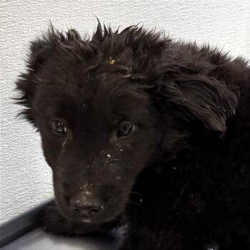 Mixed Breed Dogs Available for Adoption - 105286 | PetCurious