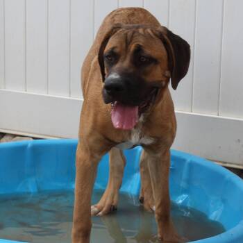 Everest -  Mastiff Dog for Adoption in Yucca Valley, California - Everest | PetCurious