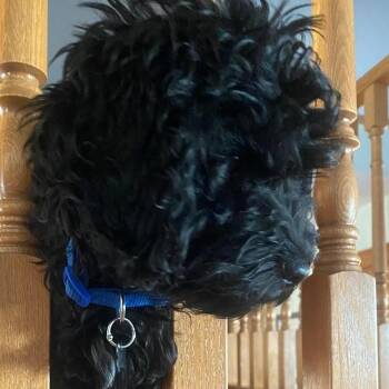 Finnegan -  Cockapoo Dog for Adoption in Calgary, Alberta - Finnegan | PetCurious