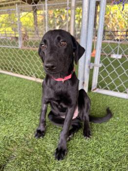 Alicent -  Black Labrador Retriever and Mixed Breed Dog for Adoption in New York, New York - Alicent | PetCurious