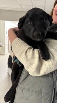 Australian Shepherd and Black Labrador Retriever Dogs Available for Adoption - River | PetCurious