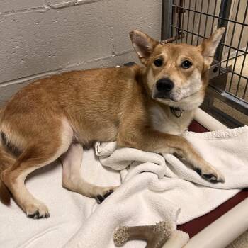 Mixed Breed Dogs Available for Adoption - Goldie | PetCurious