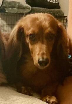 Dachshund Dogs Available for Adoption - Thumper | PetCurious