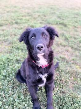 King -  Australian Cattle Dog Blue Heeler and Golden Retriever Dog for Adoption in Lodi, California - King | PetCurious