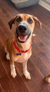 Swisher -  Hound Dog for Adoption in Southlake, Texas - Swisher | PetCurious