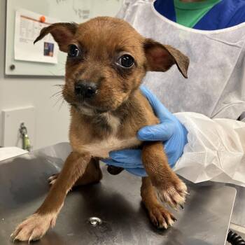 JigglyPuff -  Mixed Breed Dog for Adoption in Greenville, South Carolina - JigglyPuff | PetCurious
