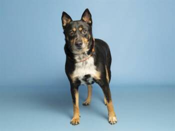 Shiba Inu and Mixed Breed Dogs Available for Adoption in Phoenix, Arizona - MISSY | PetCurious